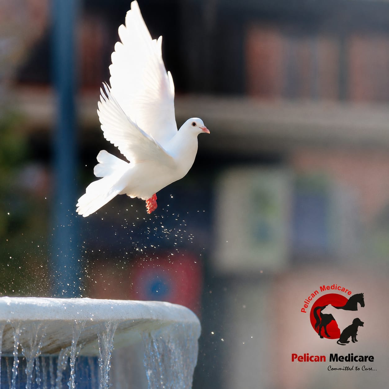 Homopathic Pigeon Medicines