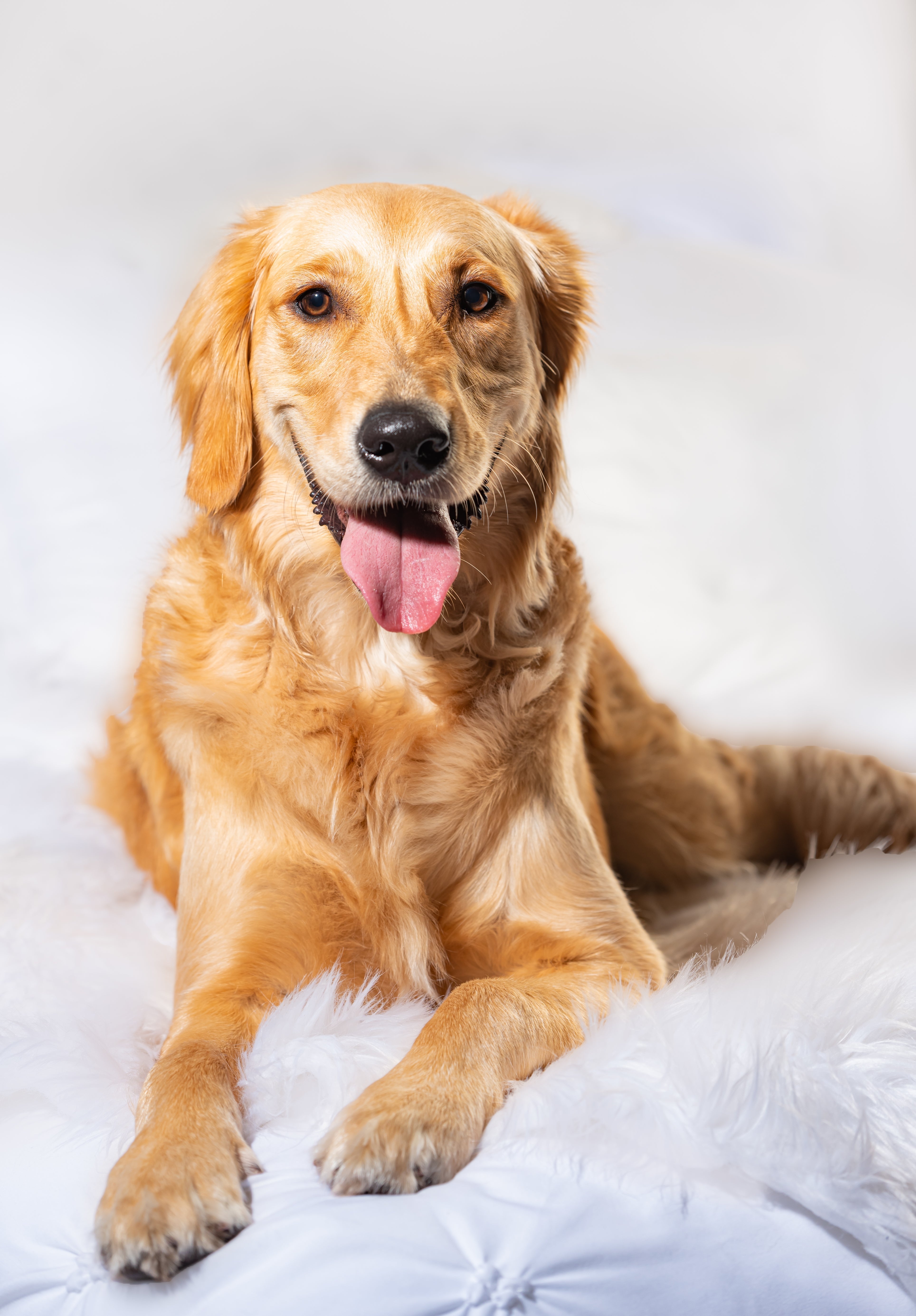 Homopathic Dogs Medicines